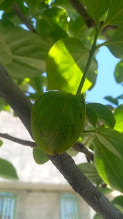 خالهای سیاه بر روی برگ خرمالو