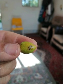 آریس