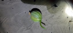 آریس