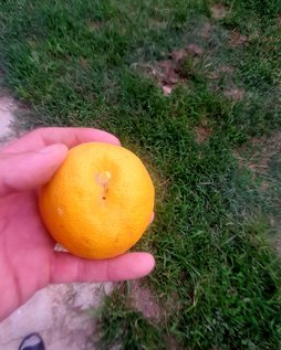 آریس