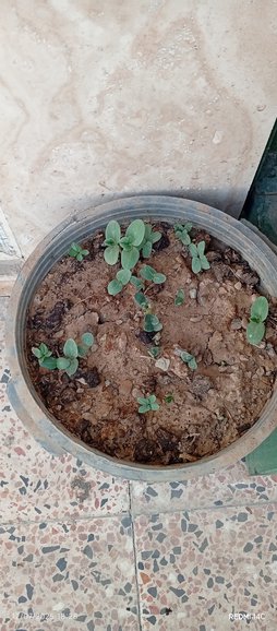 در مورد نحوه کود دهی
