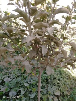 مریضی