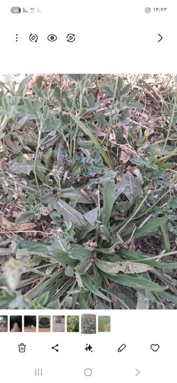 گیاه برگ پهن در یونجه