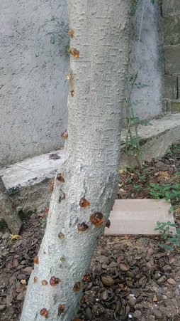 بیماری شانکر