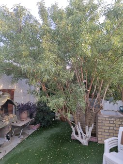 درخت بار نمیده