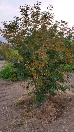 لکه غربالی البالو