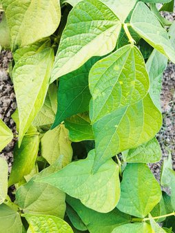 نقطه های کمرنگ بر روی لوبیا
