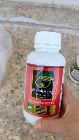 آریس