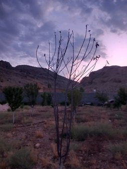 بیماری درخت گیلاس