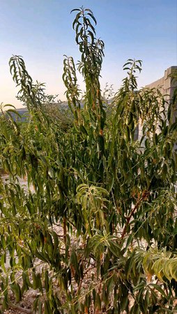 پژمردگی نهال بادام
