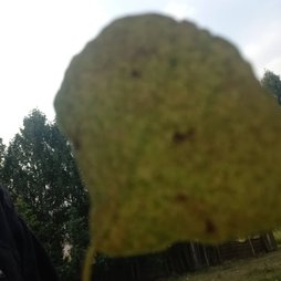 آریس