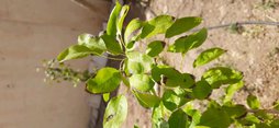 سوختگی برگ