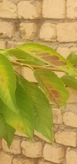 برگ قهوه ای گیلاس