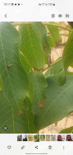 برگ درخت گردو