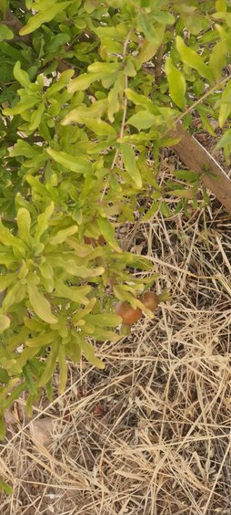 کنه