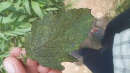 آریس