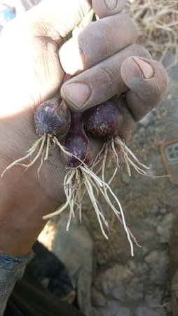 سلام با آبیاری چه بدم