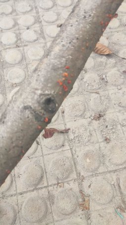 آریس