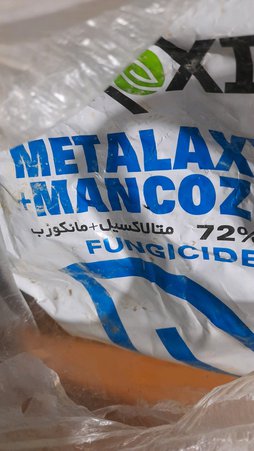 بوته میری فلفل