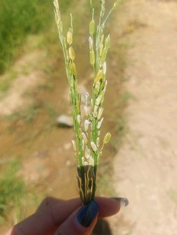 مشکل برنج