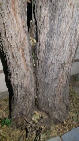 علت خشک شدن درخت بید