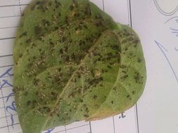 سم برای تریپس لوبیا کنه اوبیا موزاییک لوبیا وپوسیدگی ریشه لوبیا چه سمی ودوز بکارود