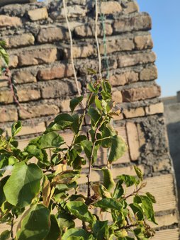 برگاش زرد و جمع شده و رشدی نداشته تو این دوماه اخیر