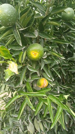 ترک خوردگی نارنگی پیج