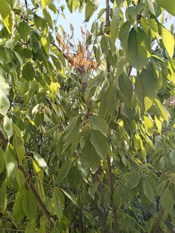 گیلاس هرس شده