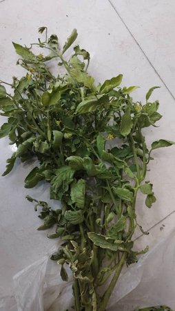 مشکلر بوته
