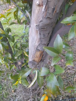 کنده شدن پوست طوقه و شاخه ها و خشک شدن شاخه ها و در نهایت خشک شدن کل درخت