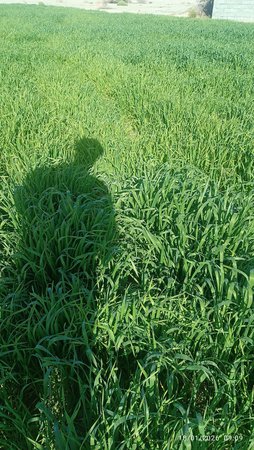 زردی رنگ گندم