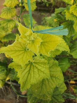 سلام خیارا یک دفعه شروع به زرد شدن کردن