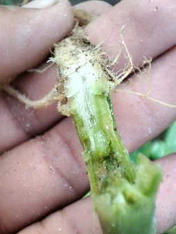 سلام خیارها ضعیف و زرد شدن