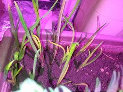 زرد شدن برگ سیر