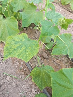 زردی برگ خیار