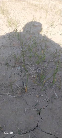 زردی یکباره گندم و ضعیف و کبود شدن ان