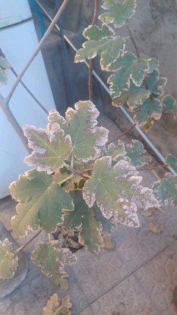 بیماری انجیر