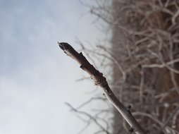 جوانه و رشد