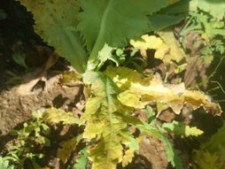 چی براش مناسب هست کود یا سم