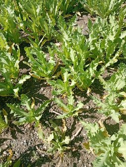 سلام خانم مهندس کشاورزیم خشخاش زرد شده برگ هاش جم میشن لکه داره