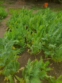 گیاه خشخاش سم پاشی قارچی تاچندروزاب ندیم