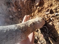 افت در تنه درخت