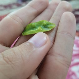 جمع شدن برگ های لیمو