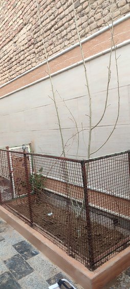 توت بذری بهتر است یا پیوندی