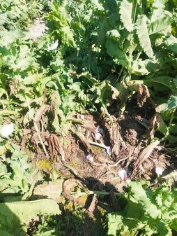 چرا درخت خشخاش.بزرگ به ثمر رسیده می افته