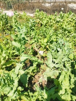 مشکل ازچه نوع کودی استفاده بکنم