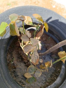 علت قهوهای شدن گل رز