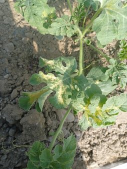 زردی هندوانه