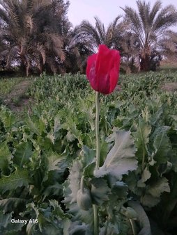 شیره دهی خشخاش